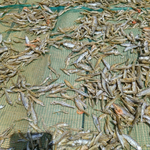 榆林小鱼干