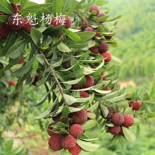 灵山县 嫁接东魁杨梅树苗耐寒南方北方种植果树苗包成活当年杨梅苗