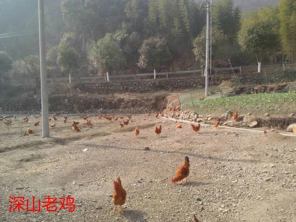 三台县鸡子 正中土产品，自己家养土鸡活鸡不喂饲料。