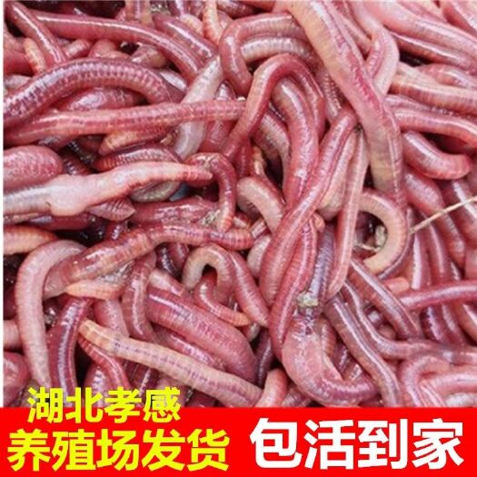 汉川市 红蚯蚓，大平2号，产地直发，量大从优