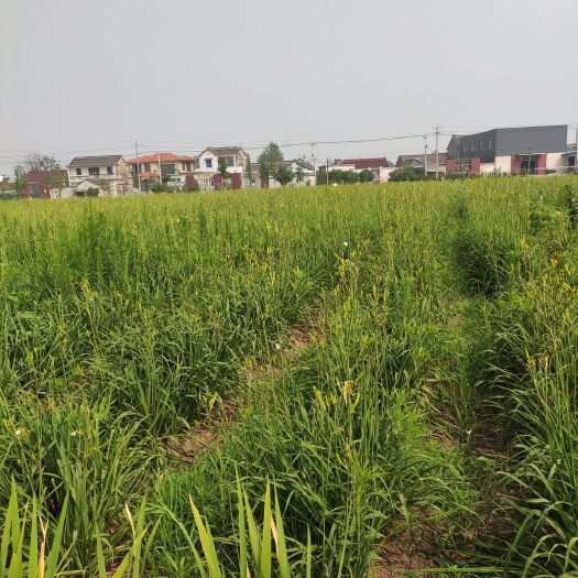 扬州小黄花菜 一级 散装