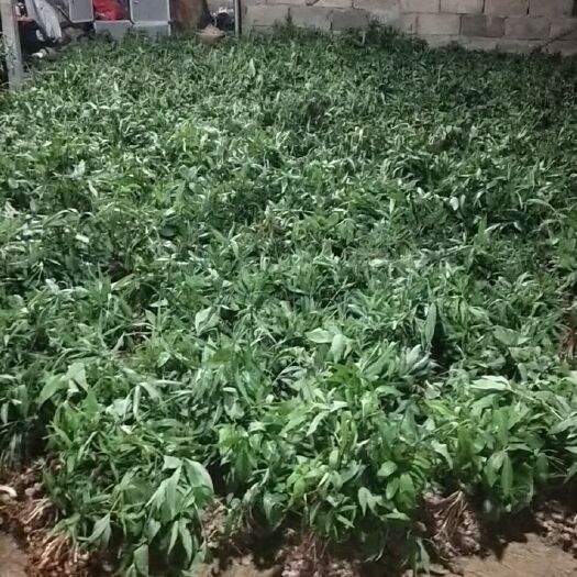 思茅黄精种苗 滇黄精烟头小苗