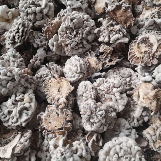 楚雄市白参菌 白参干货   雪莲菌干货场地直供 量大从优