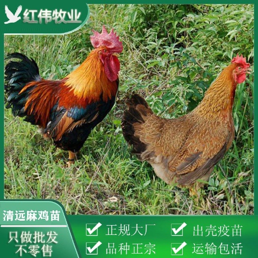 广州 清远麻公 正宗温氏清远麻鸡苗  包打疫苗