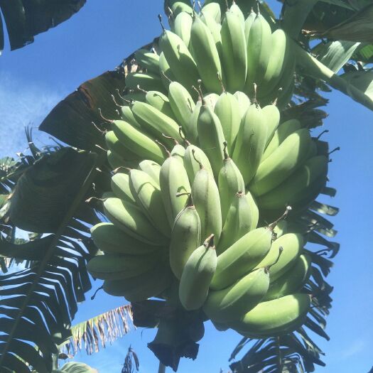 湛江 硇洲岛的小米蕉