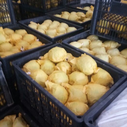 砀山县翠玉梨 60mm以上 60-100g