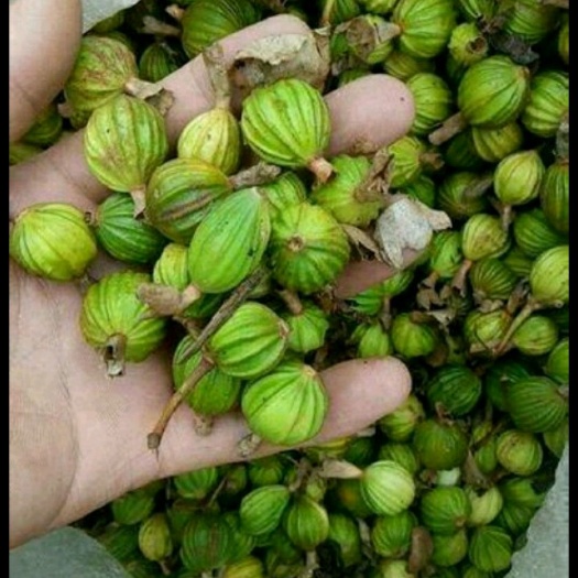 高县云南砂仁 香料，中药