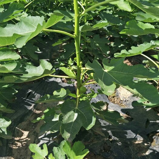简阳市波姬红无花果苗 无花果苗