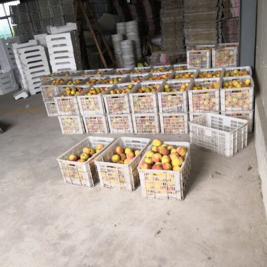 扬州 绿色食品新宜黄桃，甜多酸少，有香气