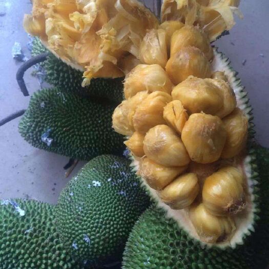 灵山县榴莲蜜树苗  正宗嫁接榴莲蜜苗 原装杯发货 基地直销量大从优包邮