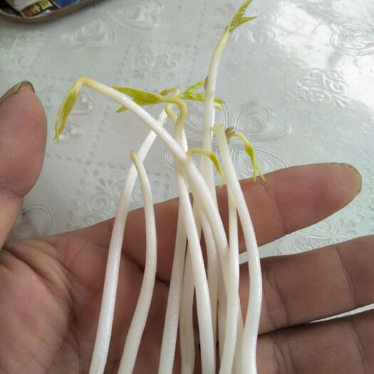 博野县 绿豆芽菜