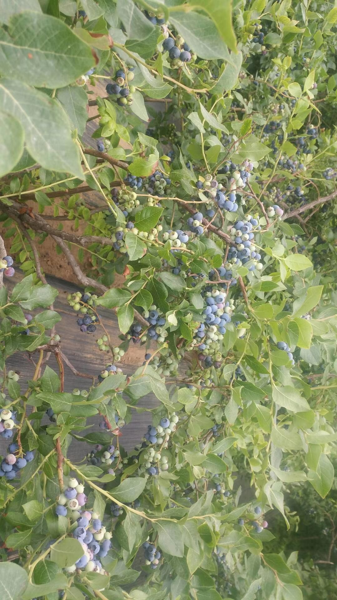 兔眼蓝莓树图片大全图片