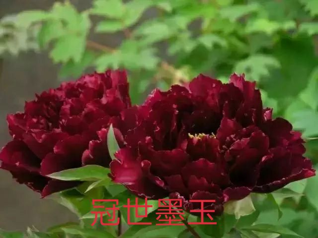 菏泽富贵牡丹种植基地欢迎你订购，品种全，规格多。