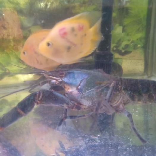 广州澳洲淡水小龙虾 澳洲淡水龙虾