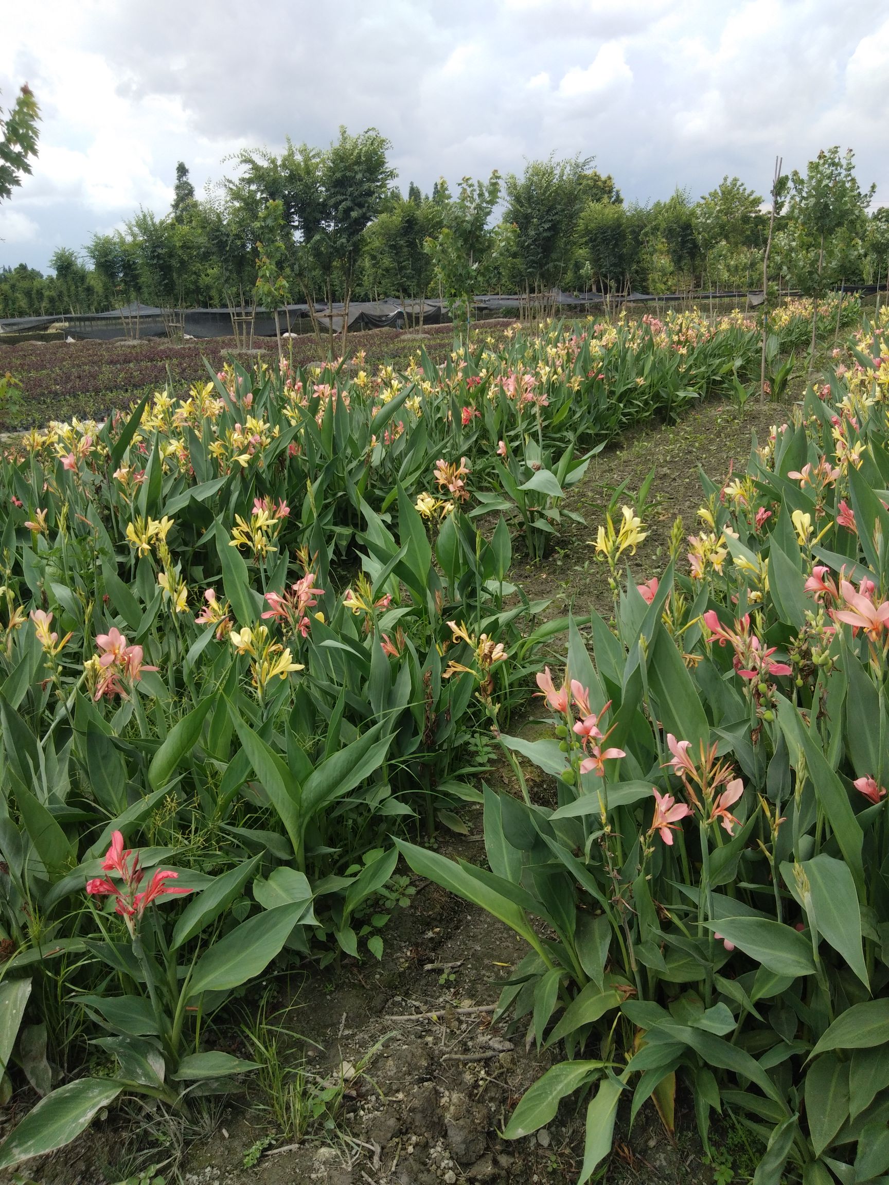 粉美人蕉 2cm以下 0.5~1米