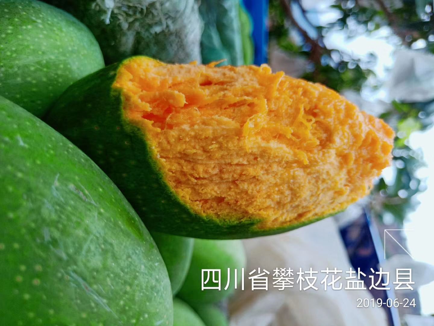  攀枝花米易椰香芒果