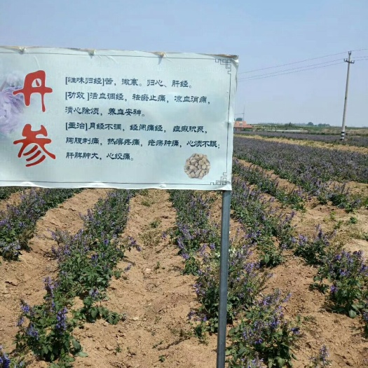 诸城市意蜂蜂蜜 塑料瓶装 2年 