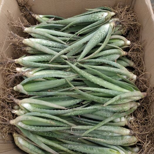 周口库拉索芦荟 18~20cm