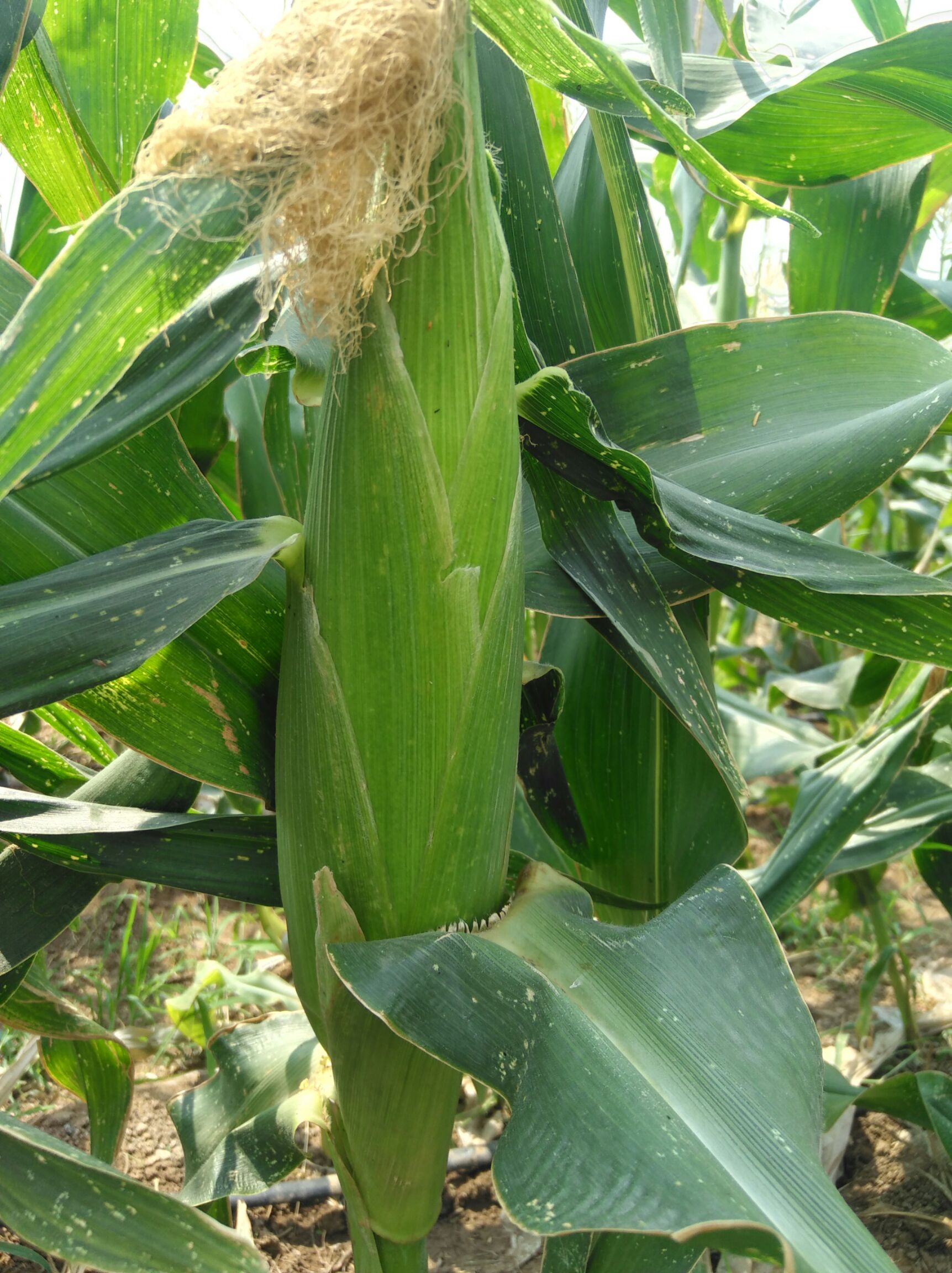 水果玉米 甜 带壳