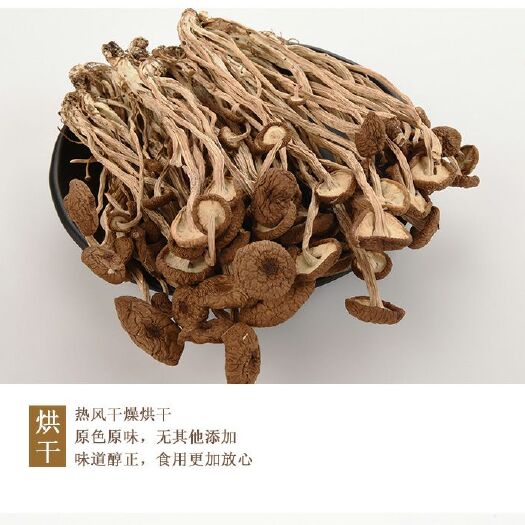 三原县野生茶树菇 陕西商洛秦岭老茶树的产物