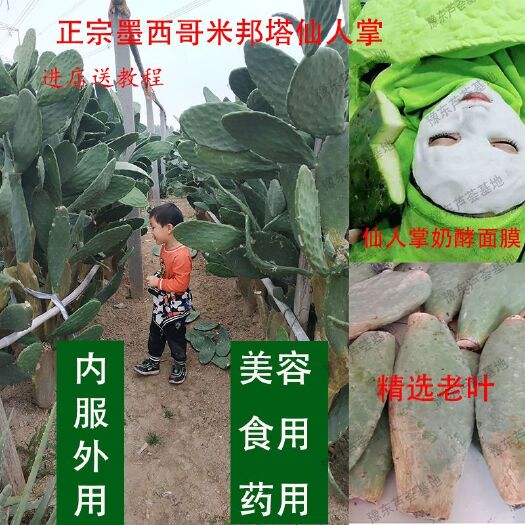 周口食用仙人掌 40公分以上
