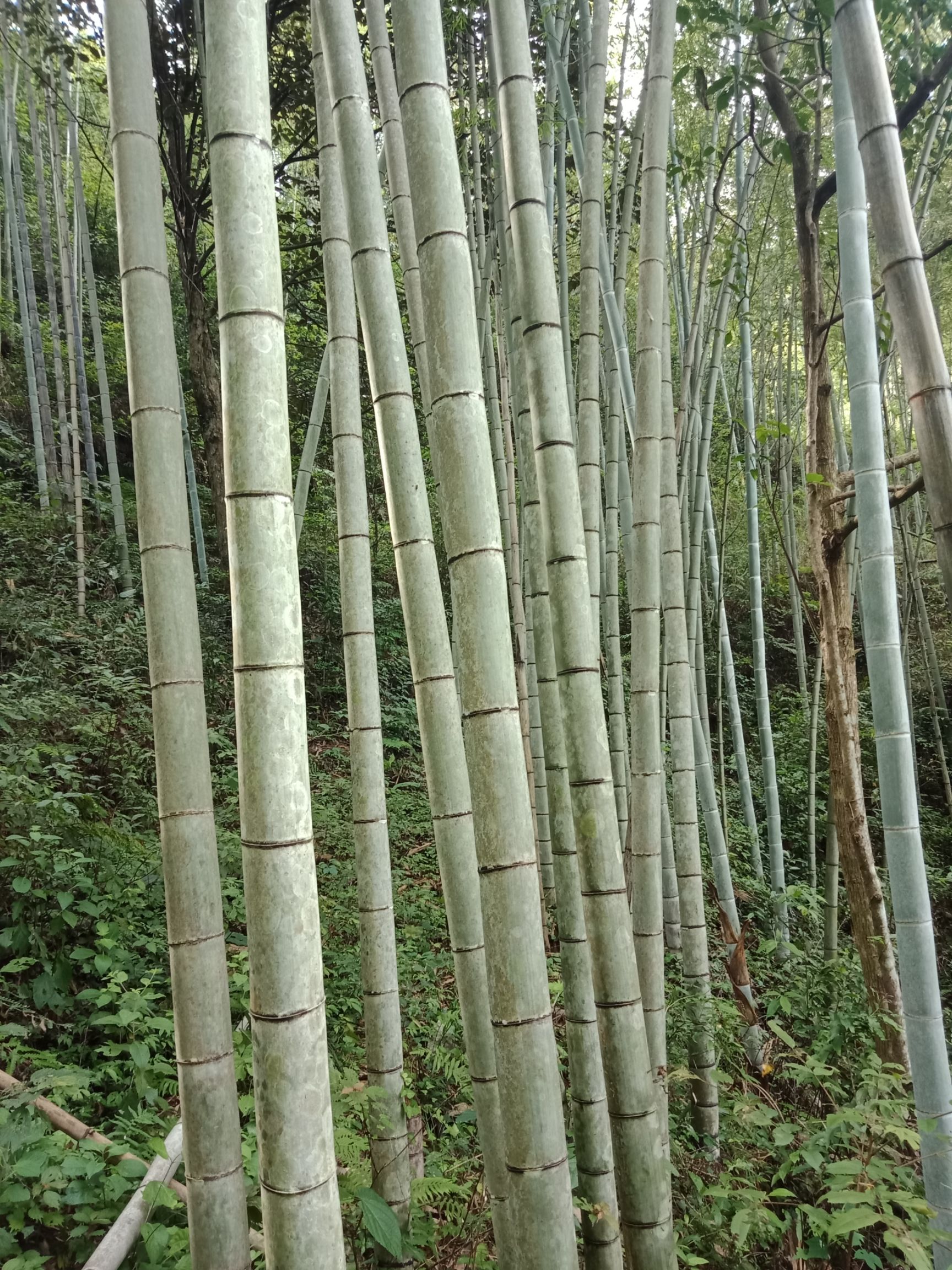  大量毛竹出售