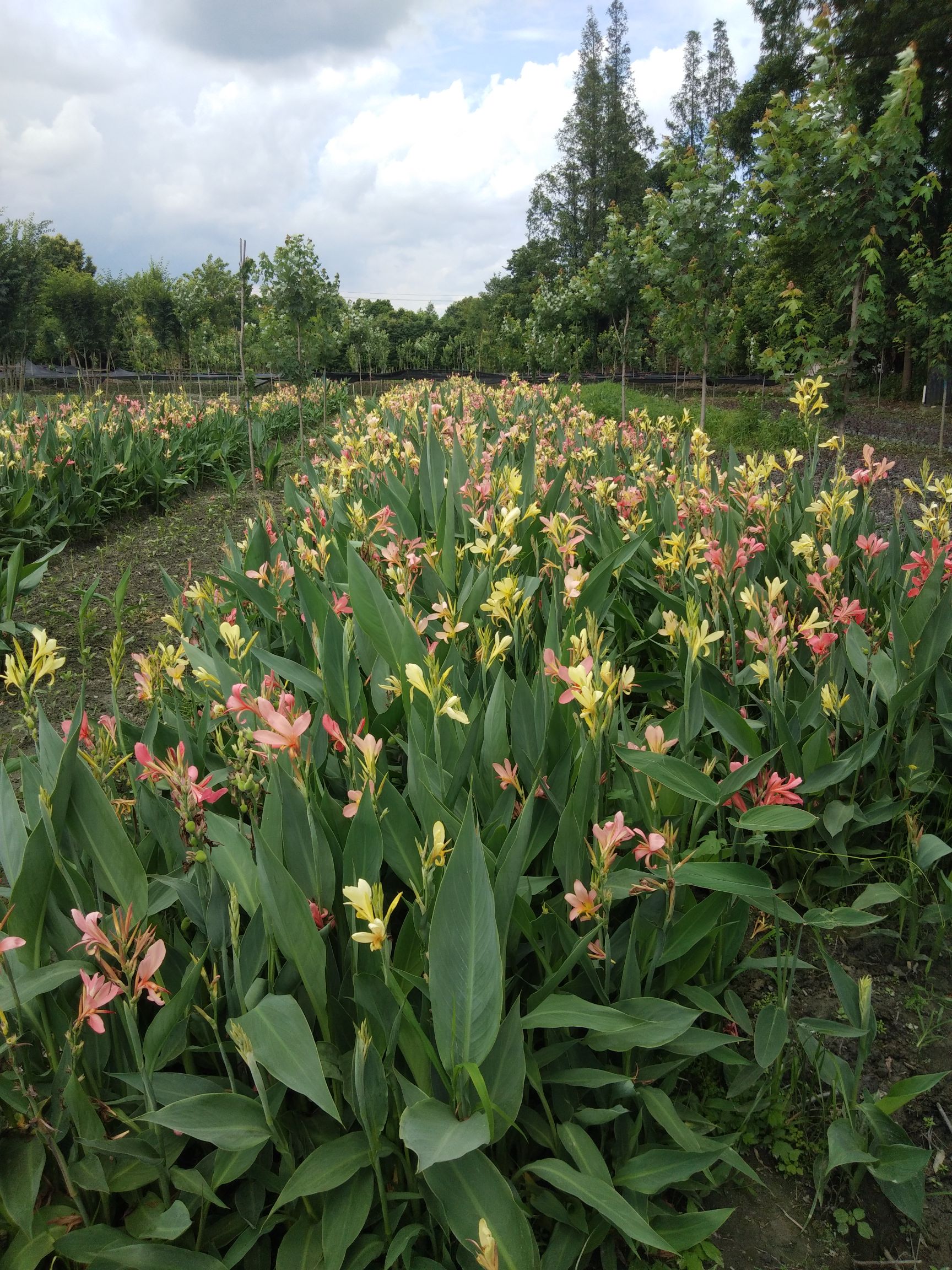 粉美人蕉 2cm以下 0.5~1米