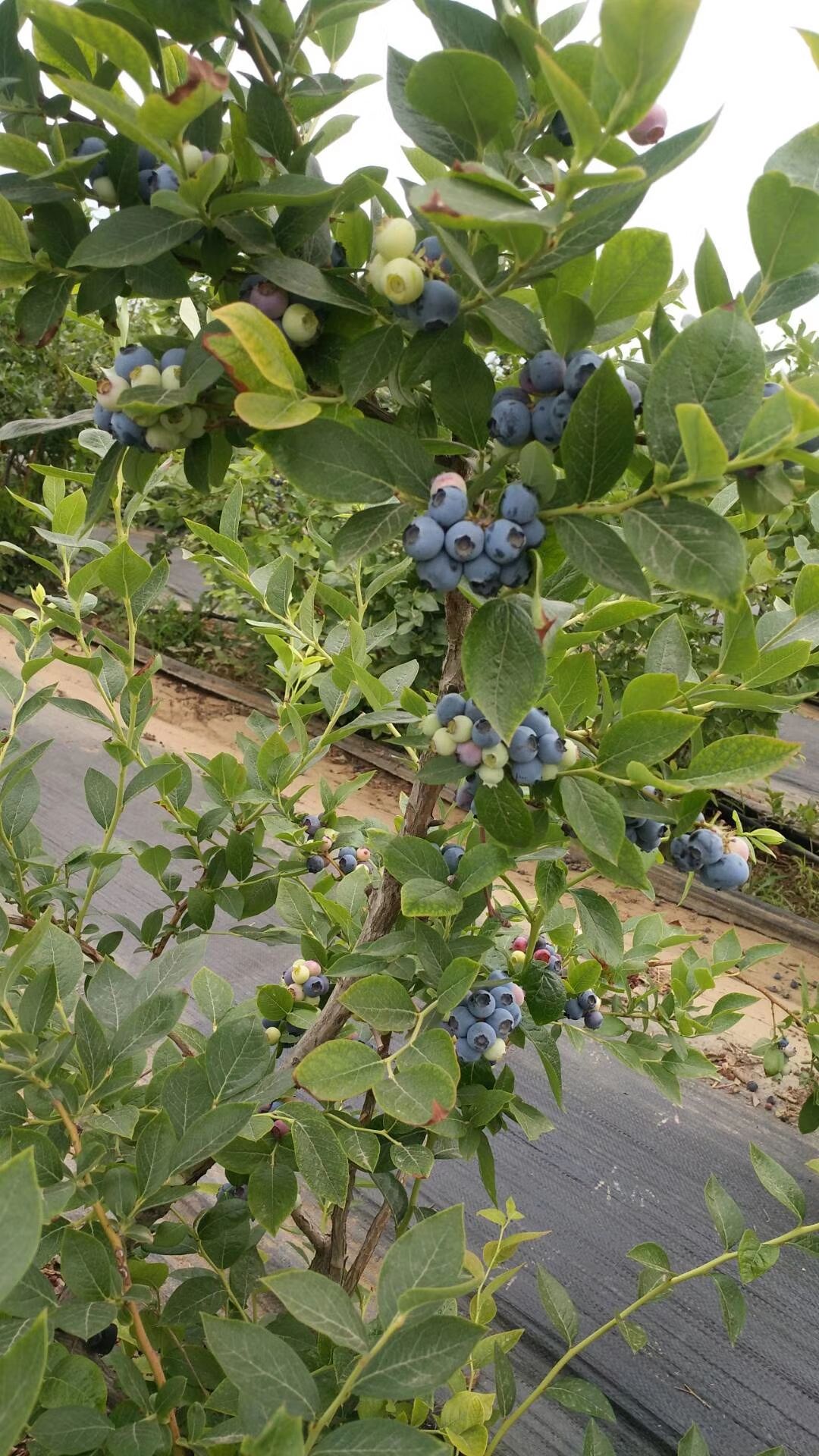 兔眼藍莓苗 兔眼藍莓樹苗4年苗帶果帶土發貨