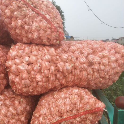 邯郸 永年商品大蒜