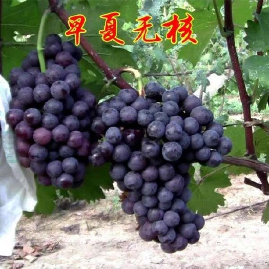 襄樊紫甜无核葡萄苗 大量上市的葡萄早夏无核，甜甜蜜蜜，没有核的葡萄