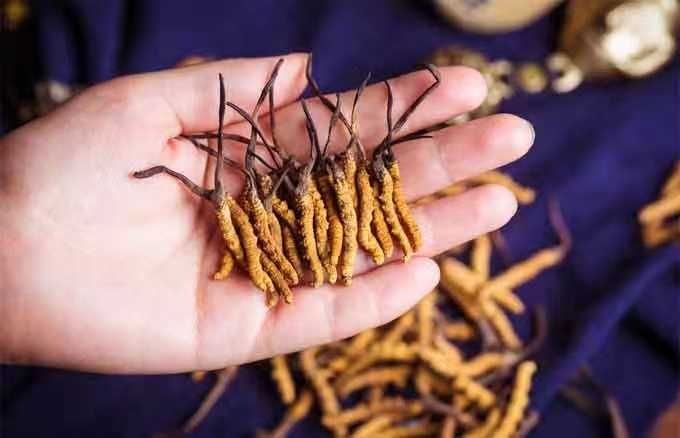 马尔康市 最好的冬虫夏草    需要的可以订购