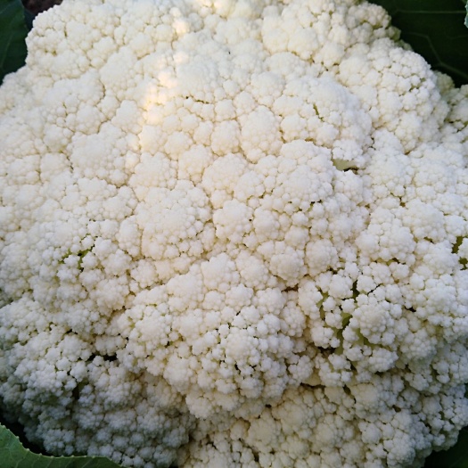 威远县白花菜花   松花菜