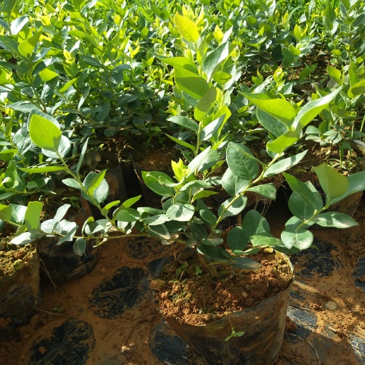 丘北县 优选蓝莓苗