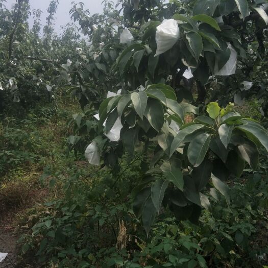 正定县绿宝石梨 80mm以上 300-350g