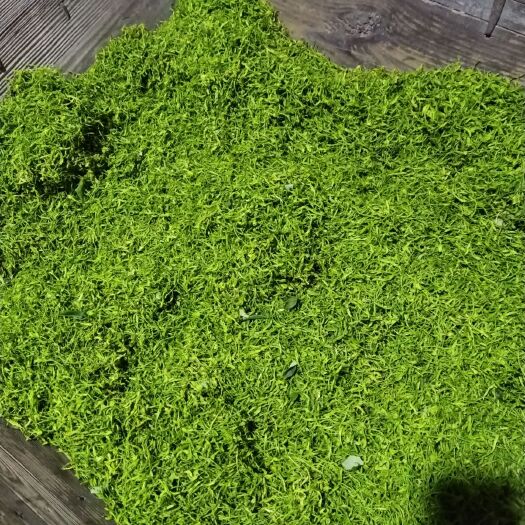 奉节山银花 正宗的，新鲜干货，自己种植，目前有干花2500公斤