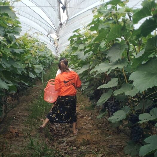 巢湖 精品黑珍珠葡萄1/1.5斤，一次果