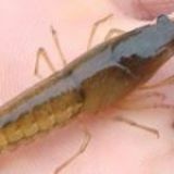 武汉 虾苗