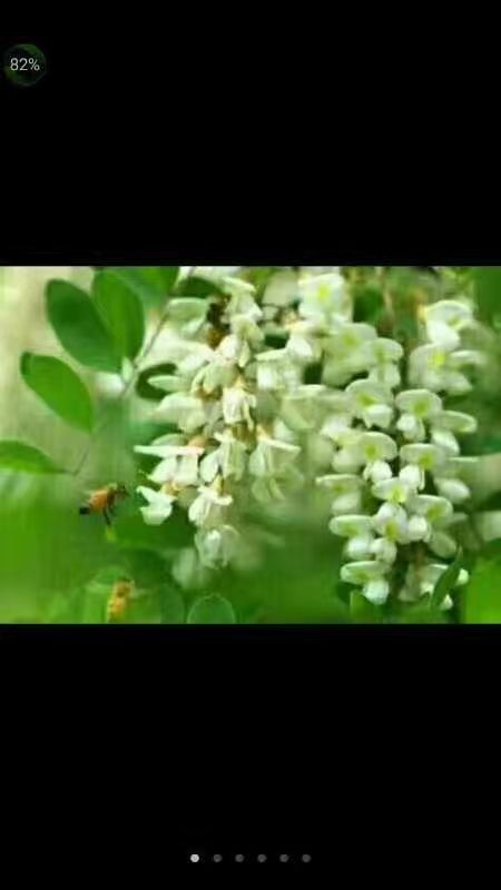  天然槐花蜜，花粉