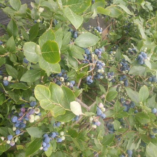 平邑县兔眼蓝莓苗 兔眼蓝莓树苗4年苗带果带土发货