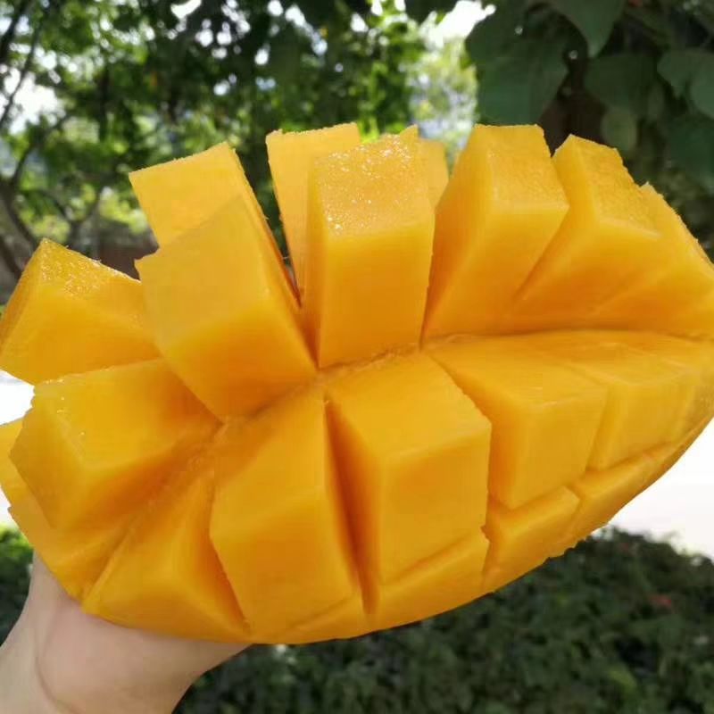  攀枝花大金煌芒，一级果