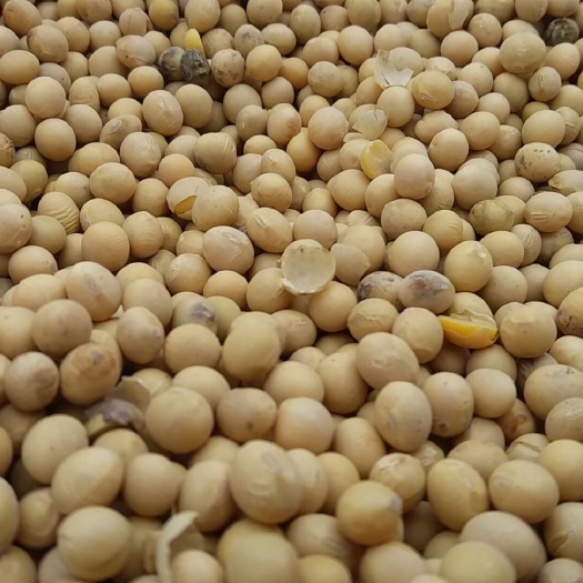 黑河黄大豆 生大豆 1等品 