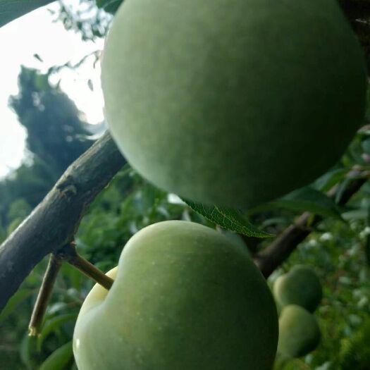 石泉县青脆李 陕南巴山脆李种植示范园欢迎你
