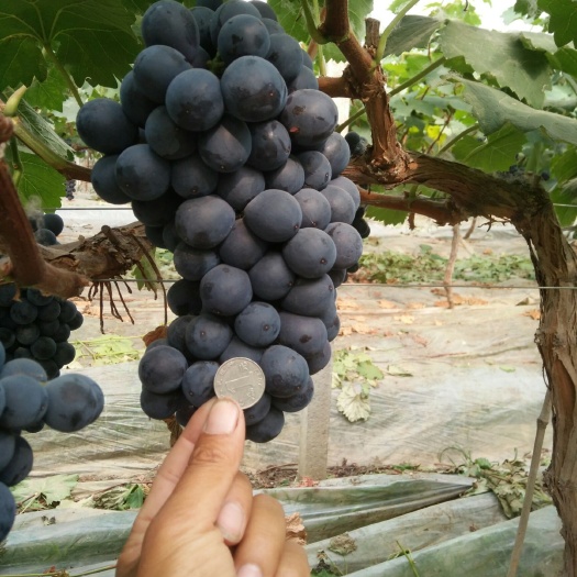 新沂市夏黑葡萄 1.5- 2斤 5%以下 1次果