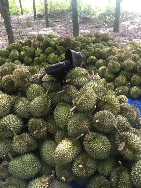 昆明托曼尼榴莲 5公斤以上