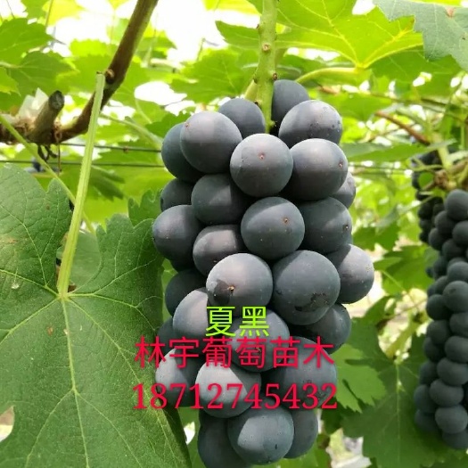 卢龙县夏黑葡萄苗 基地直供   保湿邮寄   根系完整发达 成活率