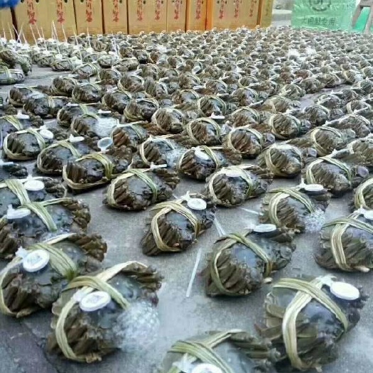兴化市兴化大闸蟹  江苏兴化本地精挑大闸蟹已经上市！！！要货可以联系了！！！