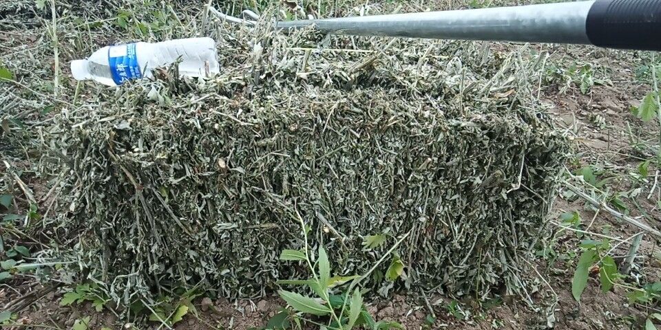 临泉县苦艾 质好，价优，全棵艾草