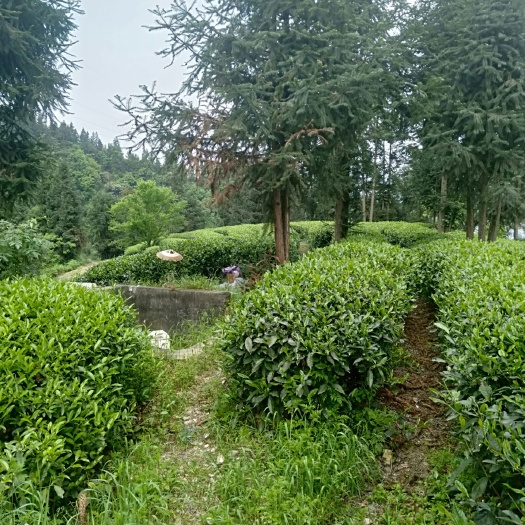 古丈县 古丈毛尖，宋祖英家乡古丈欢迎各位茶友，朋友旅游品尝高山云雾