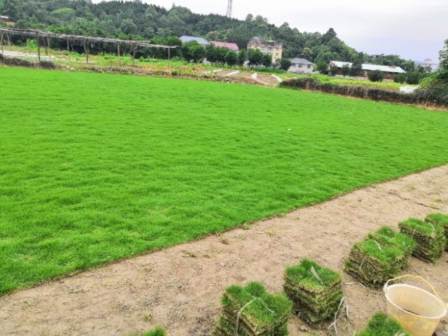 怀化市 优质马尼拉草皮大量低价出售 欢迎实地考察