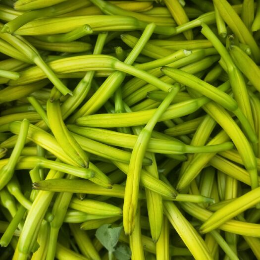 灵宝市 大量供应黄花菜